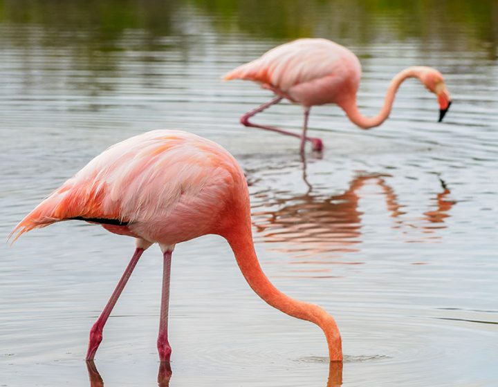 islands-hopping-tours-dream-flamingos