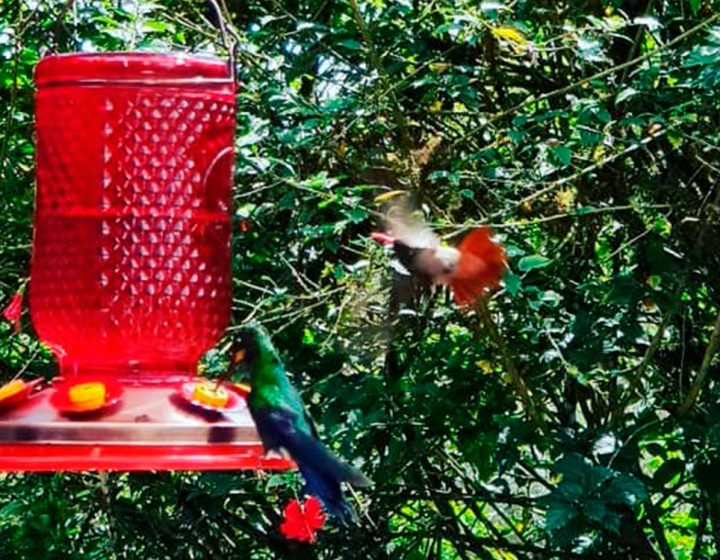 colibries-alambi-quito-ecuador-tours